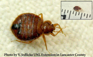 Bed bugs are reddish-brown, wingless and very flat. Adults are about 1 ...